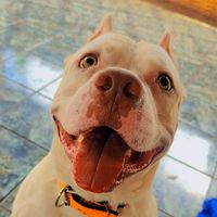 saddampittbull