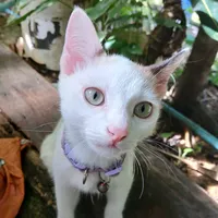 original sound - pinmook200