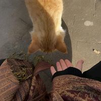 suara asli - dyaa