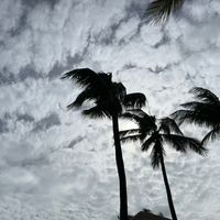 မူရင်းအသံ - 🍁🍄Dandelions🍄🍁