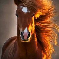 الصوت الأصلي