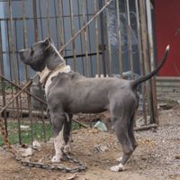 gektor_sport_kennels