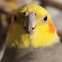 rickcockatiel