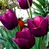 33__sadeceben