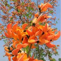 เสียงต้นฉบับ - เอก กาฬสินธุ์ 1967 (ช่องสํารอง)