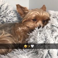 _sonia.the.dog_