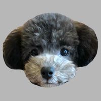 オリジナル楽曲 - トイプーのレイニー