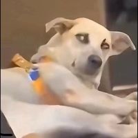 original sound - GINGG TII