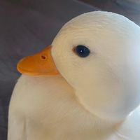 calldack_peichan