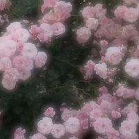 er_lls2