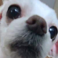 오리지널 사운드 - .