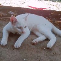 suara asli