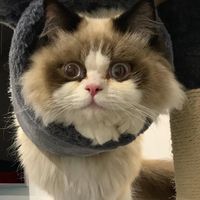 totorothefunnycat