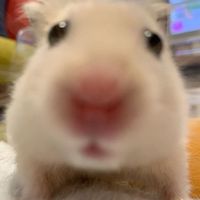 오리지널 사운드 - 🐹