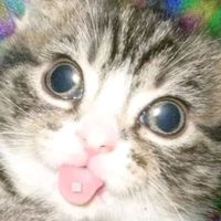 tripocat10101