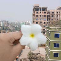 haya_jaman