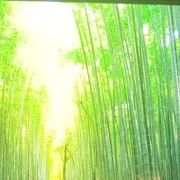nhạc nền - Music Đàn Ông