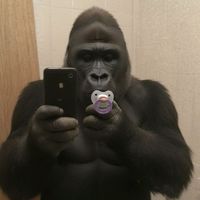 original sound - broncis