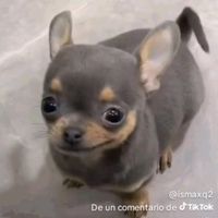 goku_veterano_fre