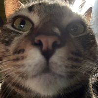 original sound - CrazyBear