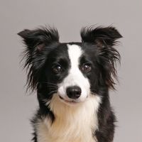 kola_collie