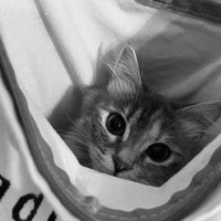 оригинальный звук