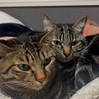 imochanzu