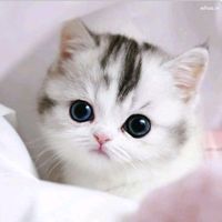 rokayalily1