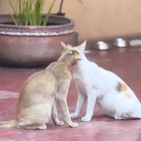 sumaiya58070