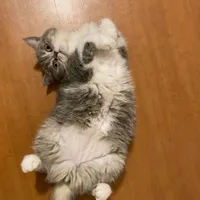 original sound - ozonecnxl