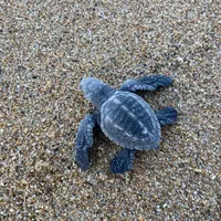 original sound - saskyavt_