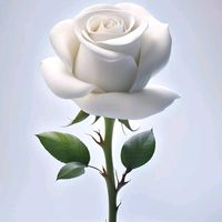 user2219069360295