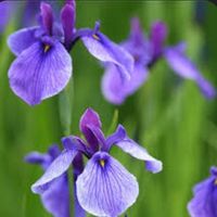 オリジナル楽曲 - 愛ちゃん