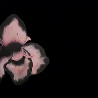 original sound - __nrinqstnaaa