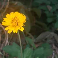 original sound - soucatolicaoficial