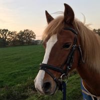 welshpony.bertus