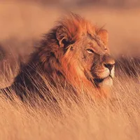 original sound - samibahta