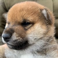 shibainuton