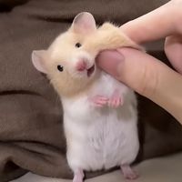 babydoollx