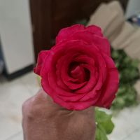 suara asli - Baraya Flowers(BRF)