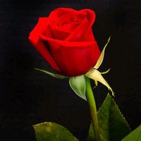 rose0rose99