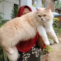 original sound - kucingfatih69