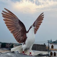 malikbabu529
