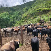 original sound - javiermachuca22