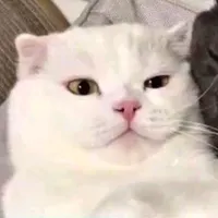 original sound - congeladoscap