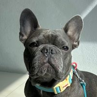 sticky_turtle