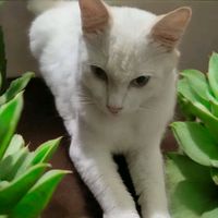 suara asli - fitri bunda AbAr