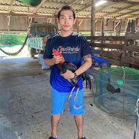 puttipong1517