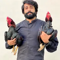 original sound - shoqeen.com