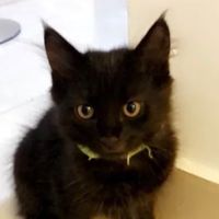 joniarcat